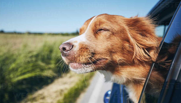 01Retreiver_Car_Desktop